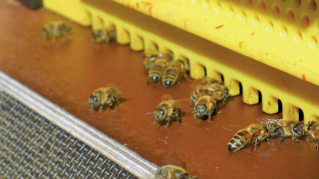 pasieka24.pl - Pszczelarskie fakty i mity