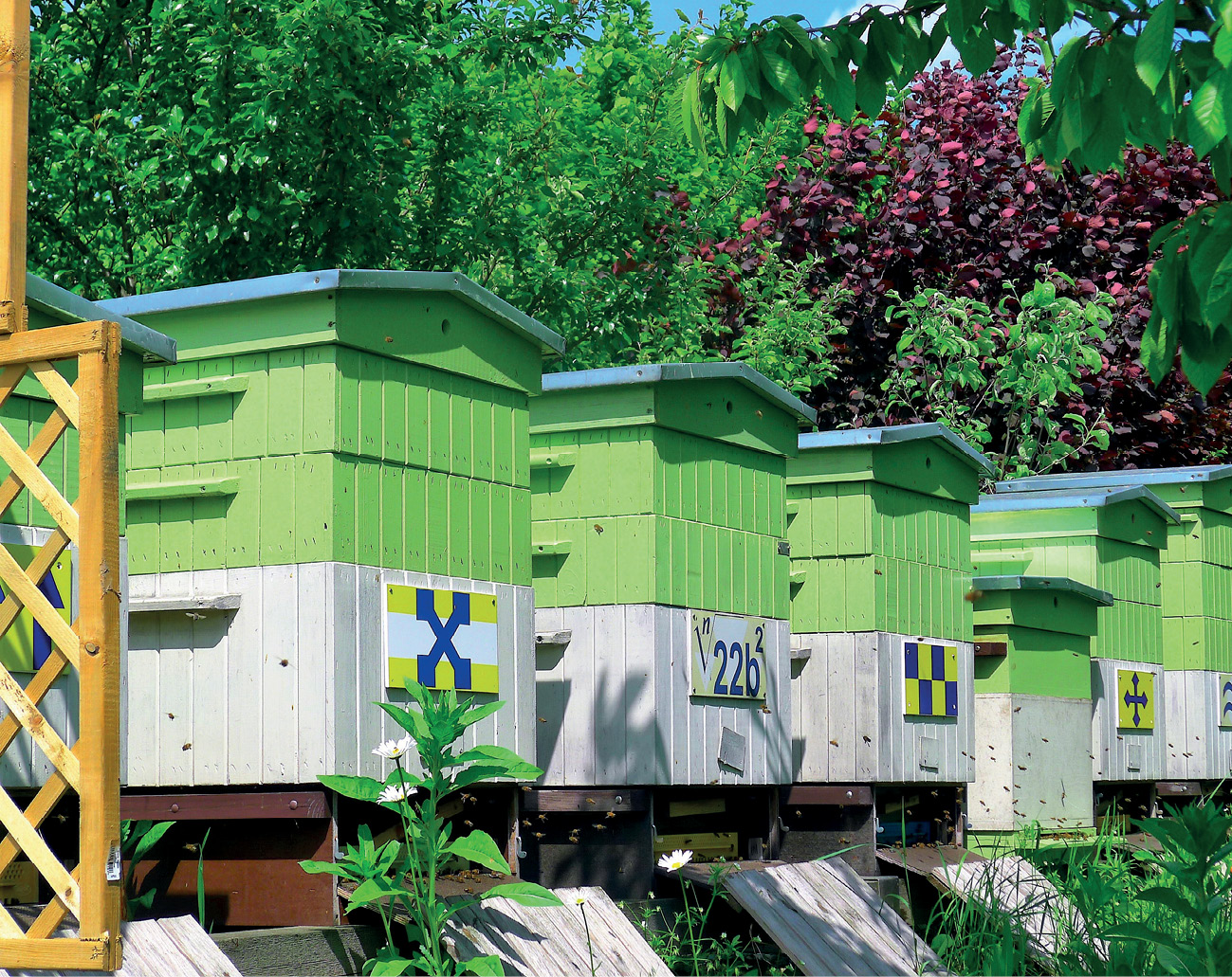 pasieka24.pl - Pszczelarskie fakty i mity