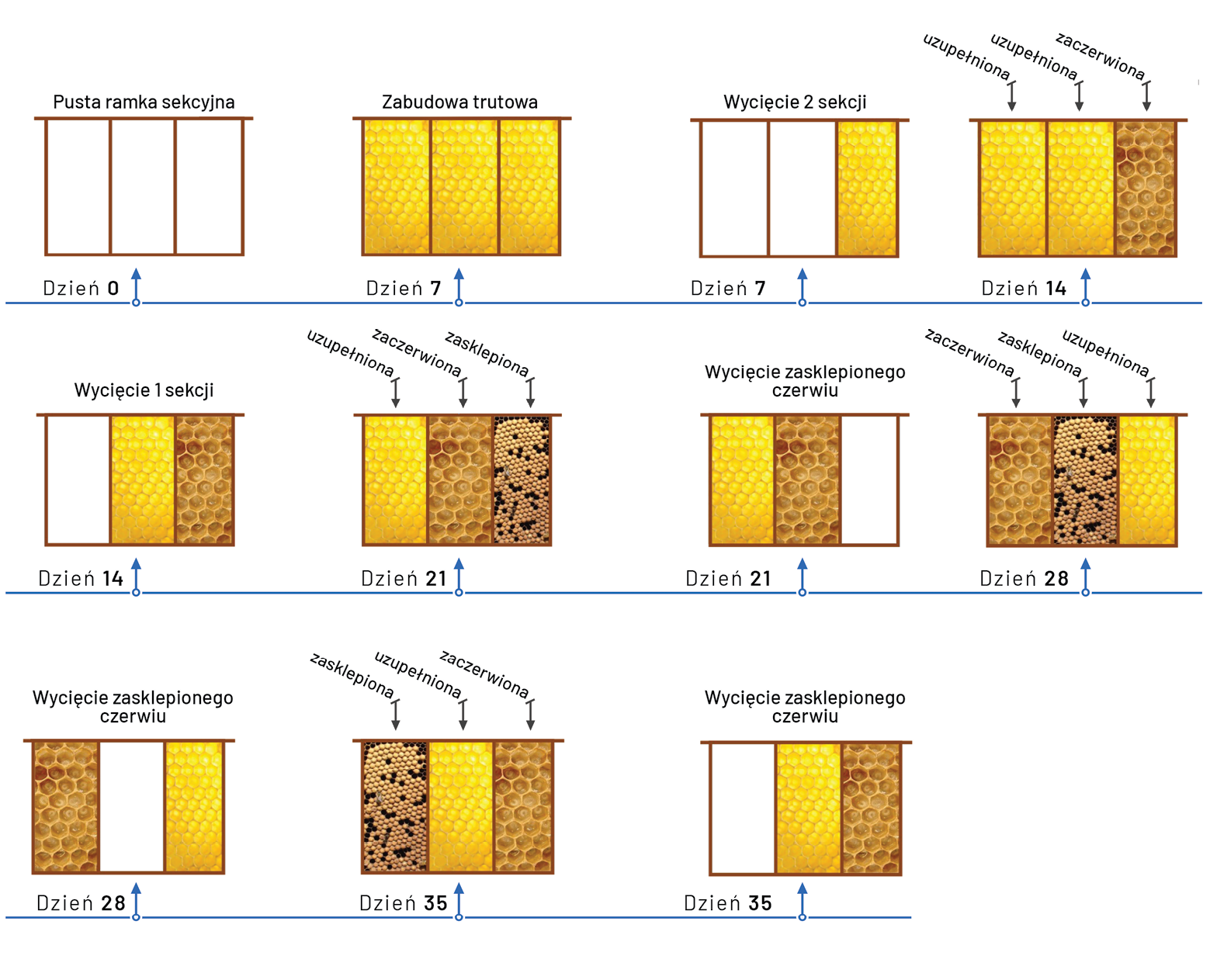 pasieka24.pl - Pszczelarskie fakty i mity