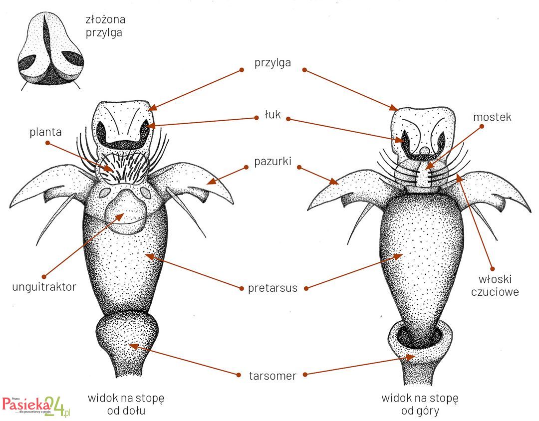 Anatomia pszczoły