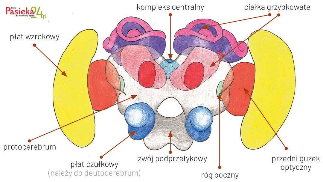 Anatomia pszczoły