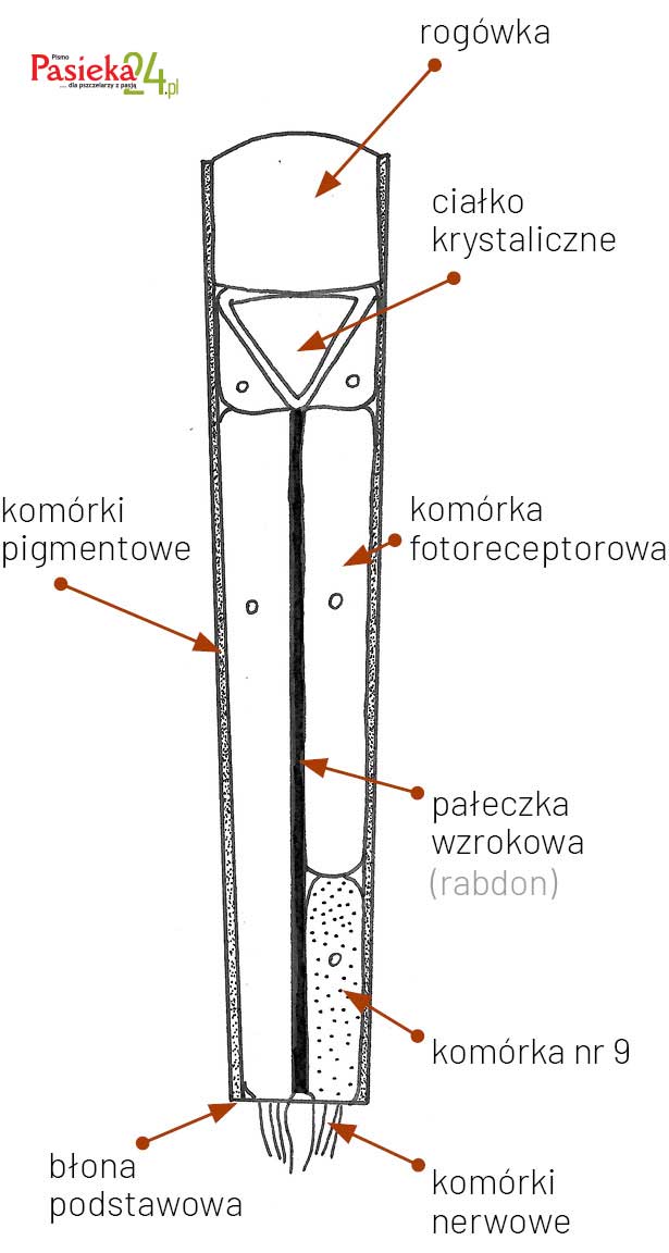 Anatomia pszczoły