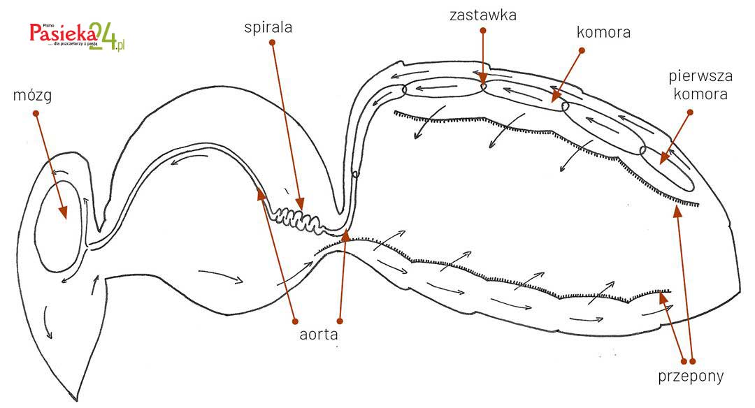 Anatomia pszczoły