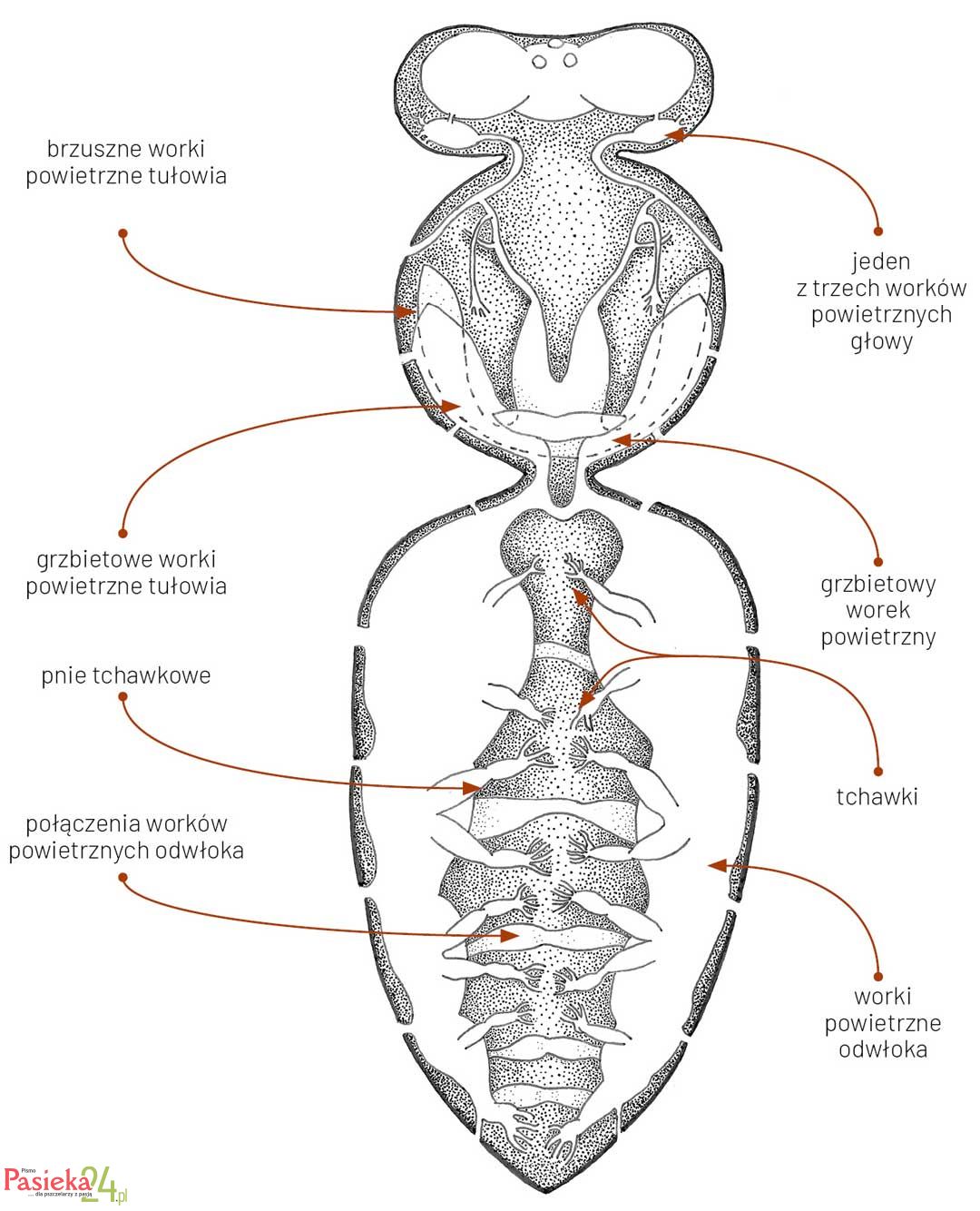 Anatomia pszczoły
