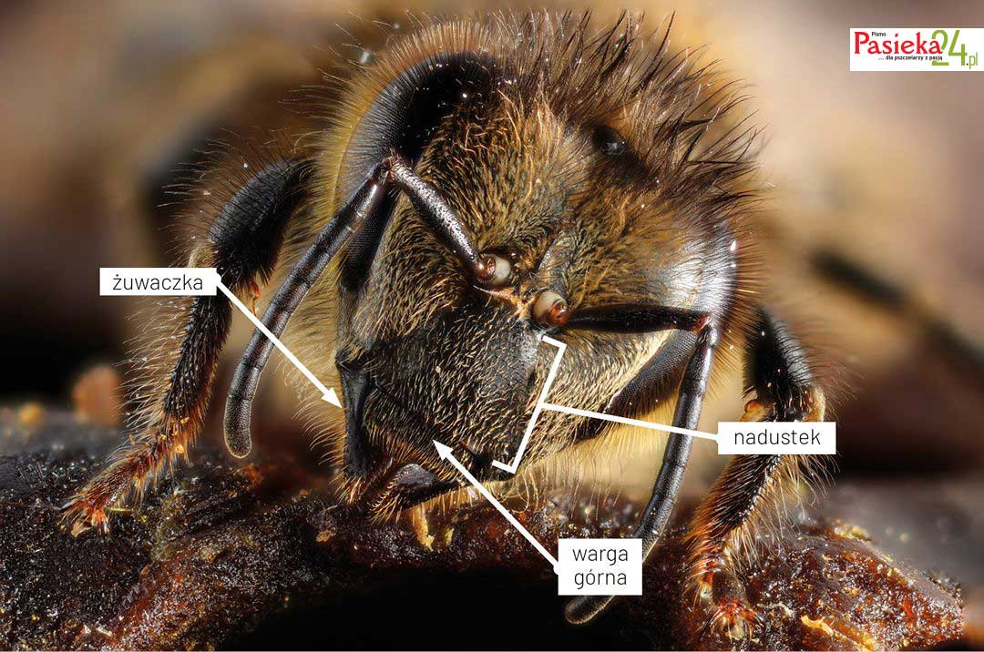 Anatomia pszczoły