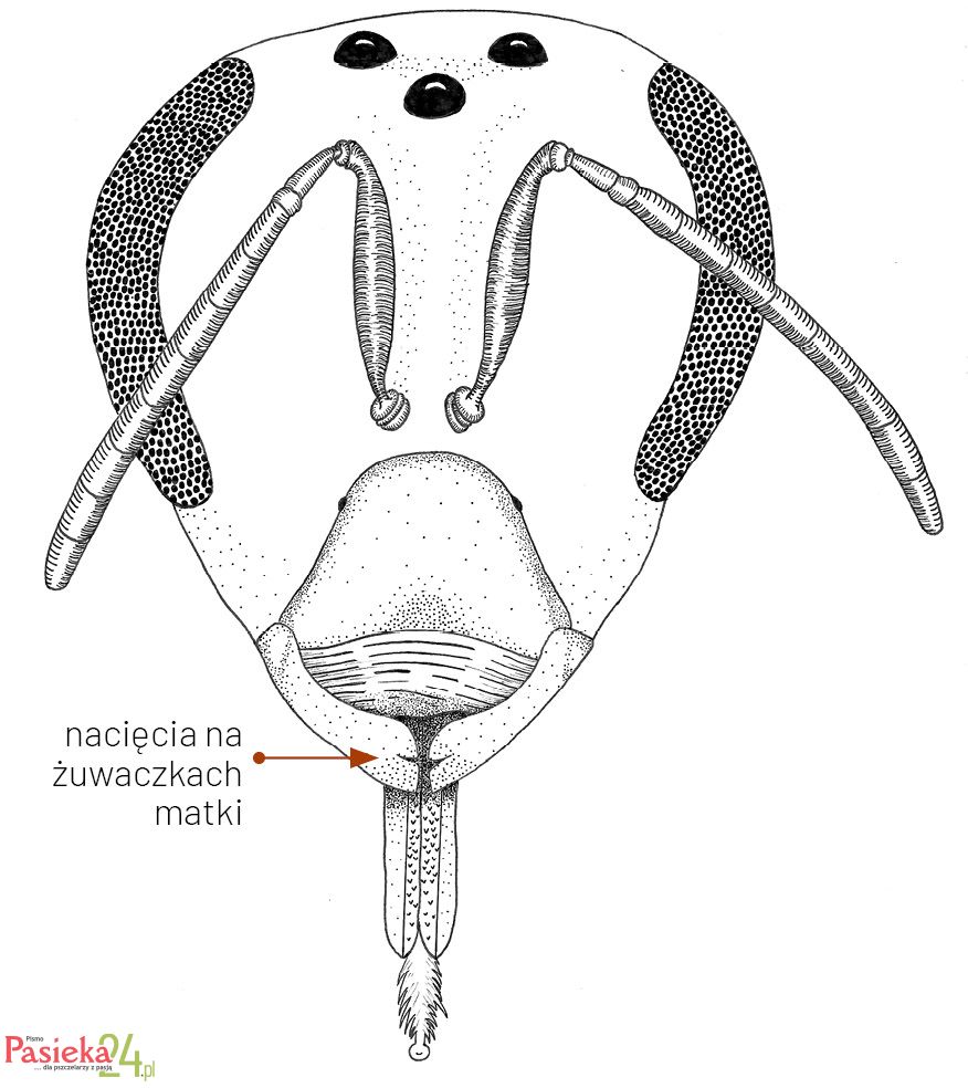 Anatomia pszczoły