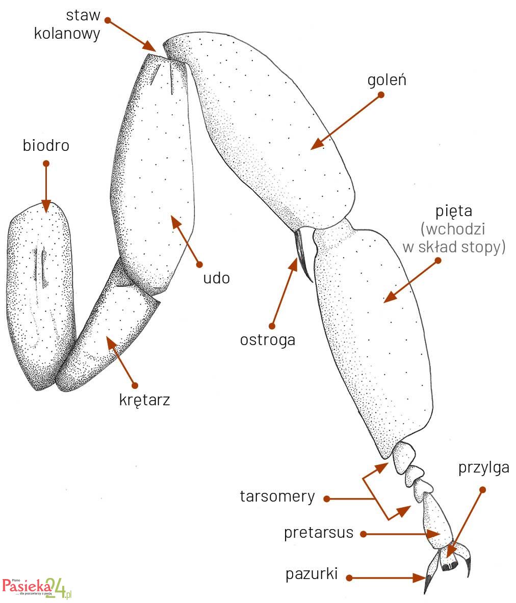 Anatomia pszczoły