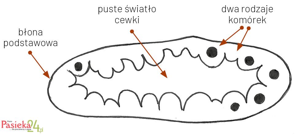 Anatomia pszczoły