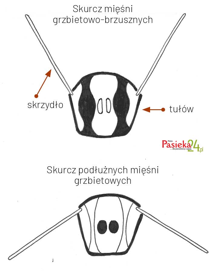 Anatomia pszczoły