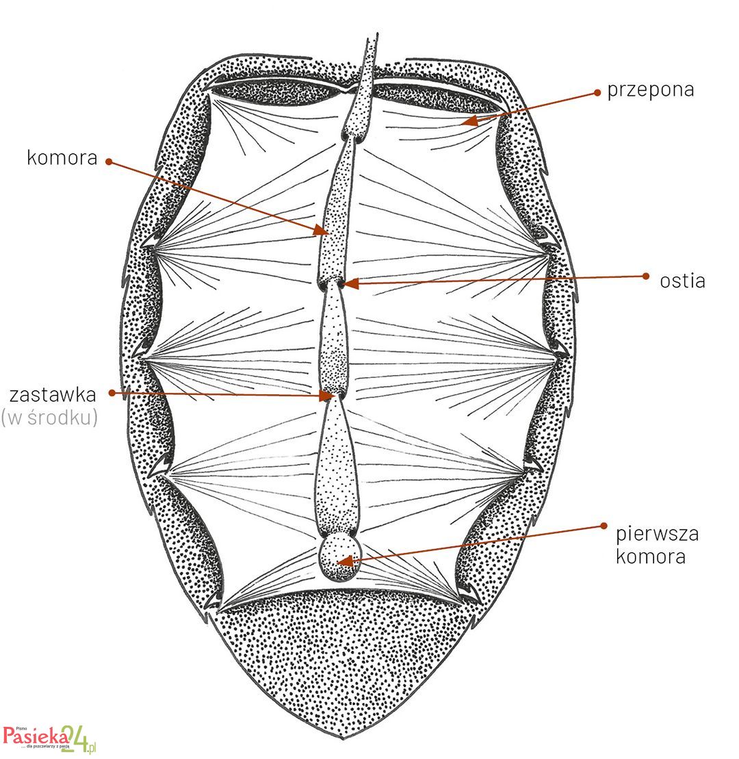 Anatomia pszczoły