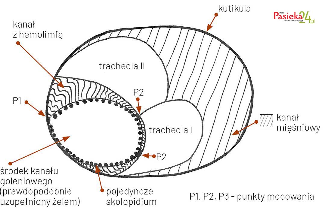 Anatomia pszczoły