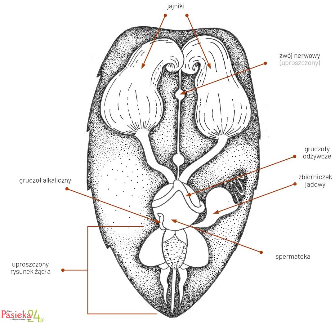Anatomia pszczoły
