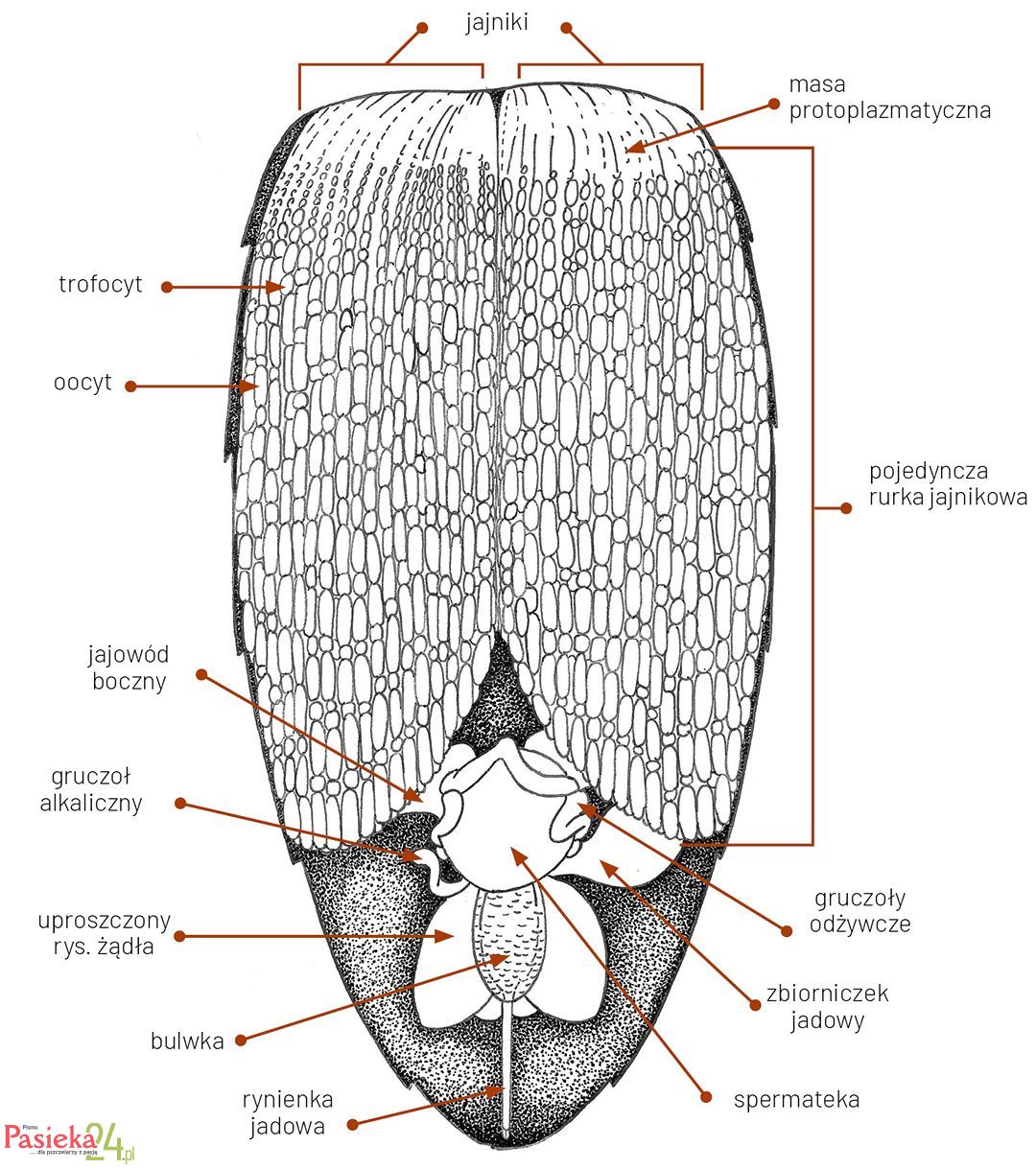 Anatomia pszczoły