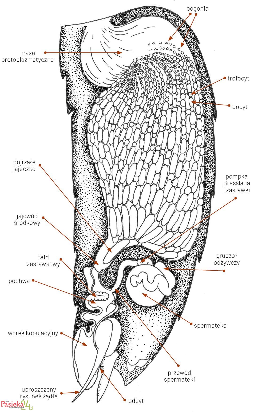 Anatomia pszczoły