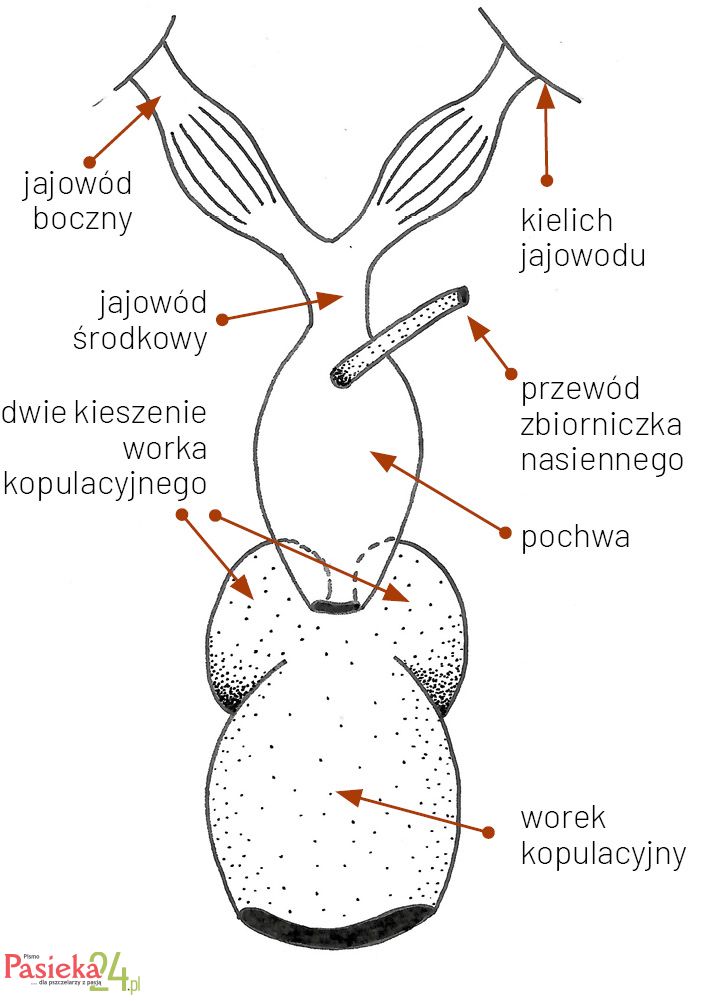 Anatomia pszczoły
