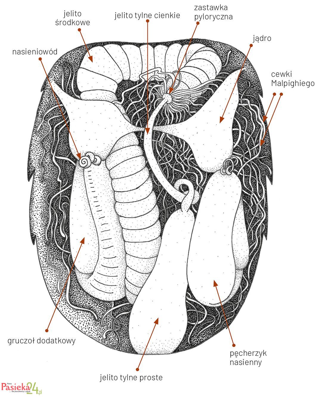 Anatomia pszczoły