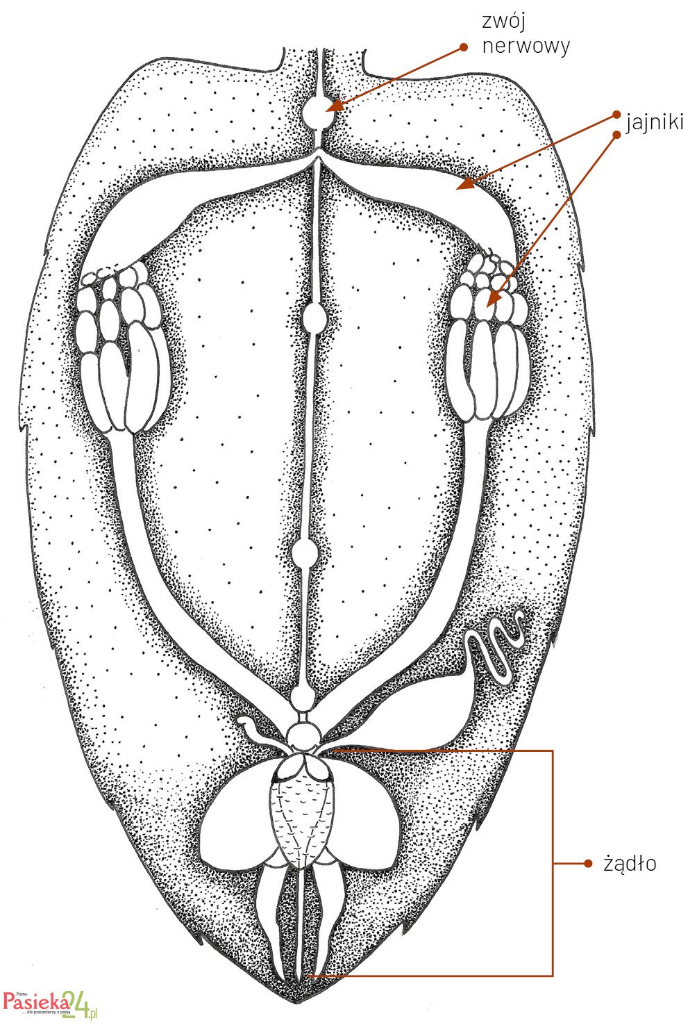 Anatomia pszczoły