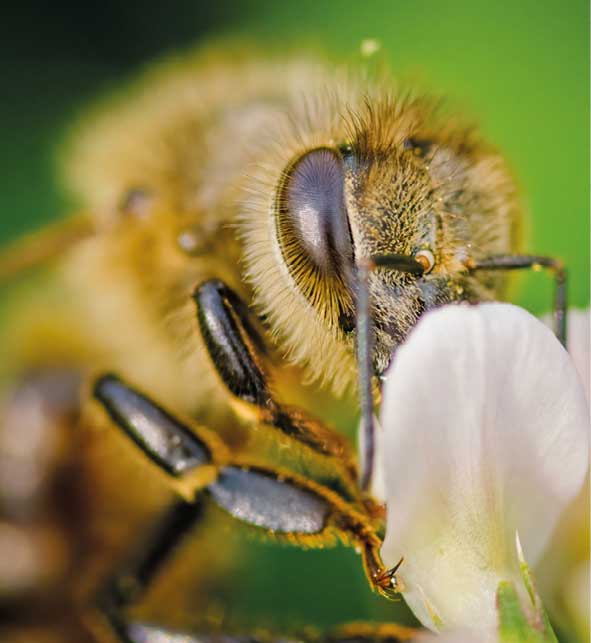 Bee collecting nectar from a flower of cloverin sunny summer day