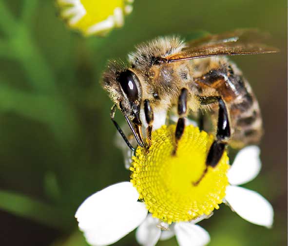 Anatomia pszczoły