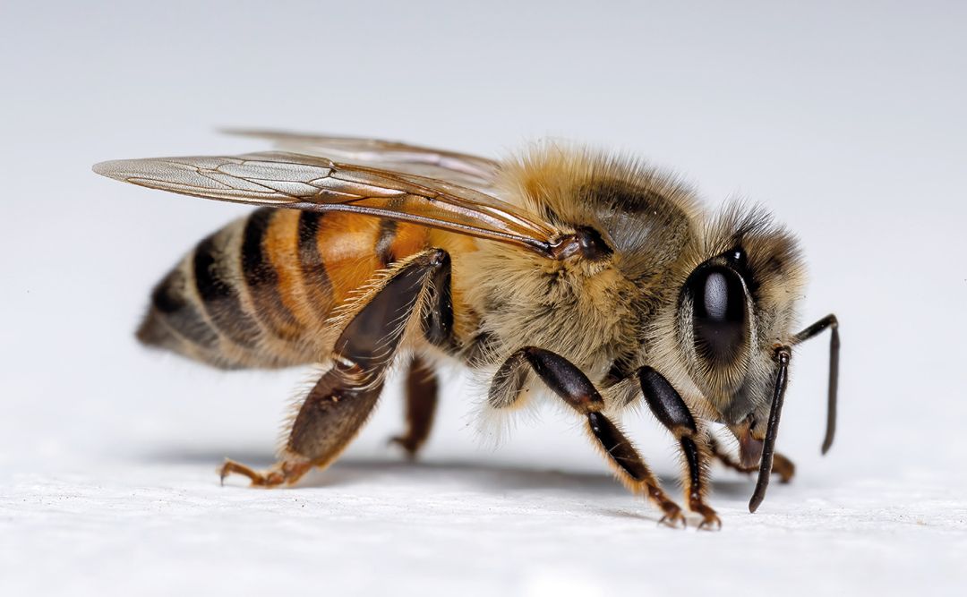 Anatomia pszczoły