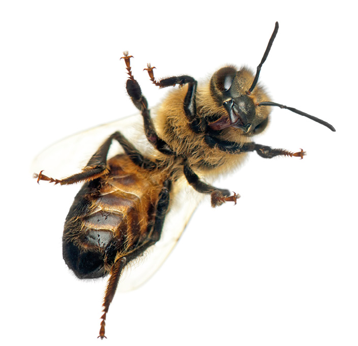 Worker bee - Anthophora plumipes, female, isolated on white