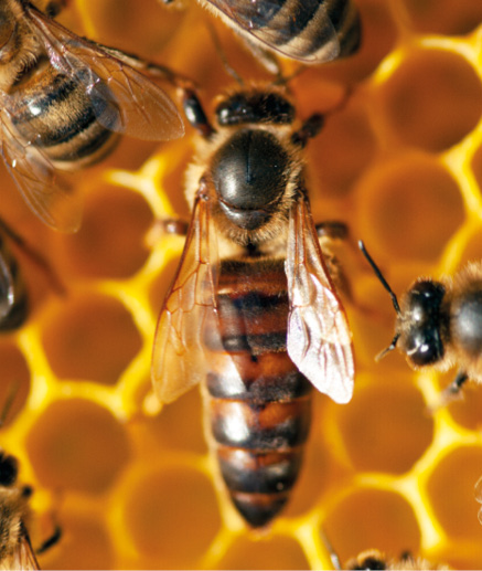 Anatomia pszczoły