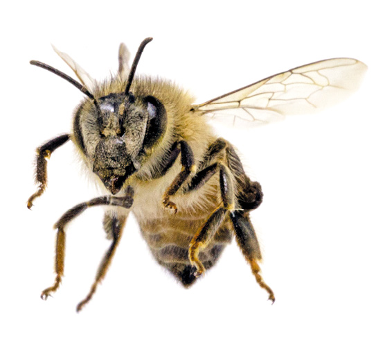 Anatomia pszczoły