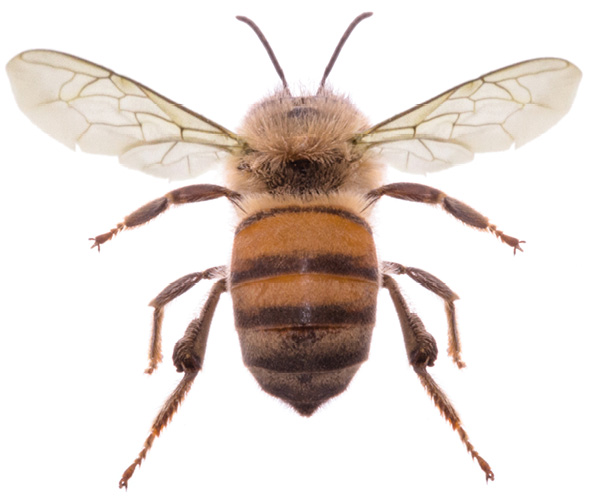 flying bee on isolated white background