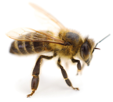 Anatomia pszczoły