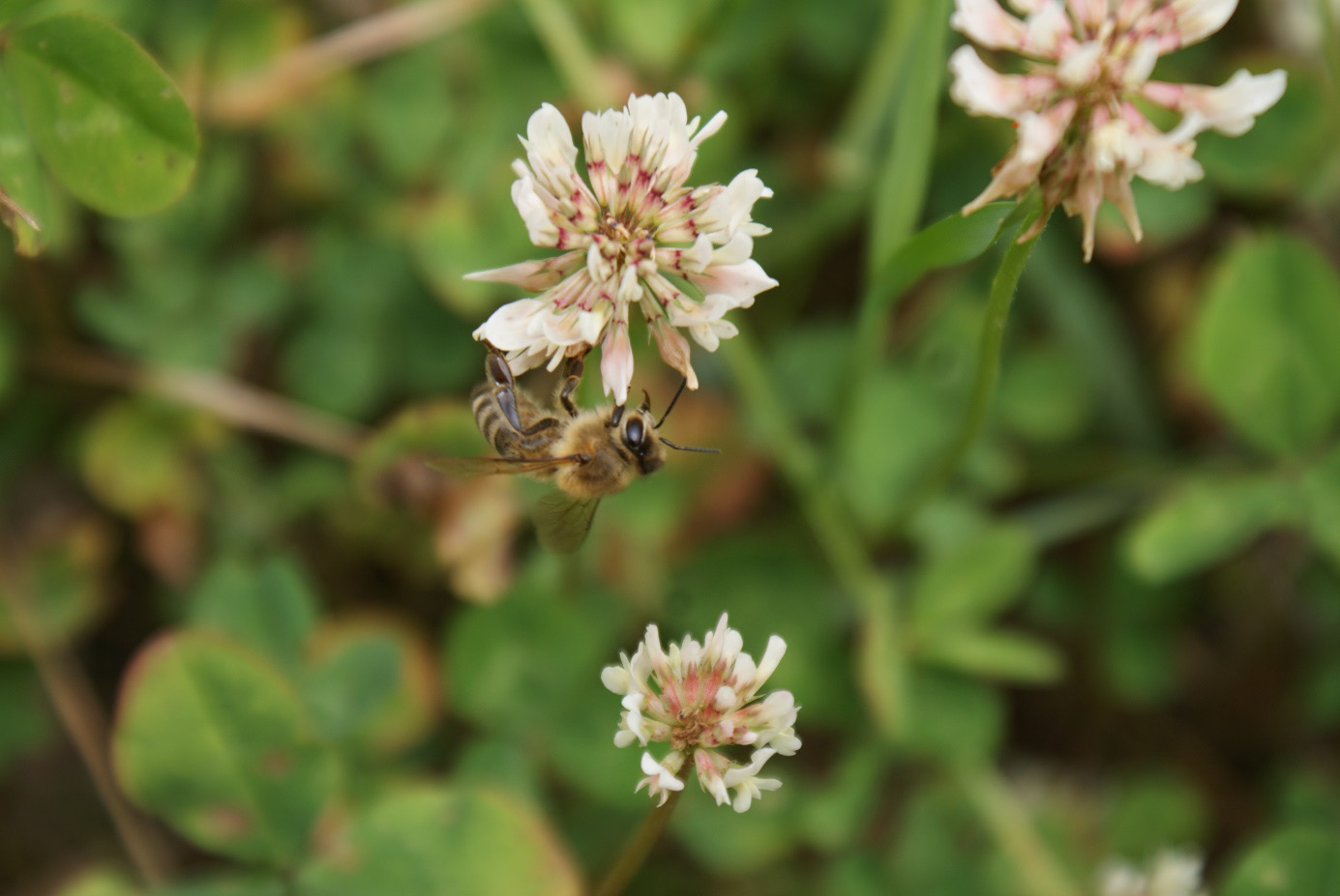 Obraz zawierający owad, bezkręgowiec, na wolnym powietrzu, kwiat