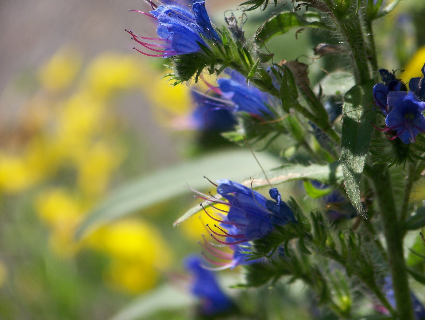 Obraz zawierający roślina, kwiat, niebieskie, na wolnym powietrzu
