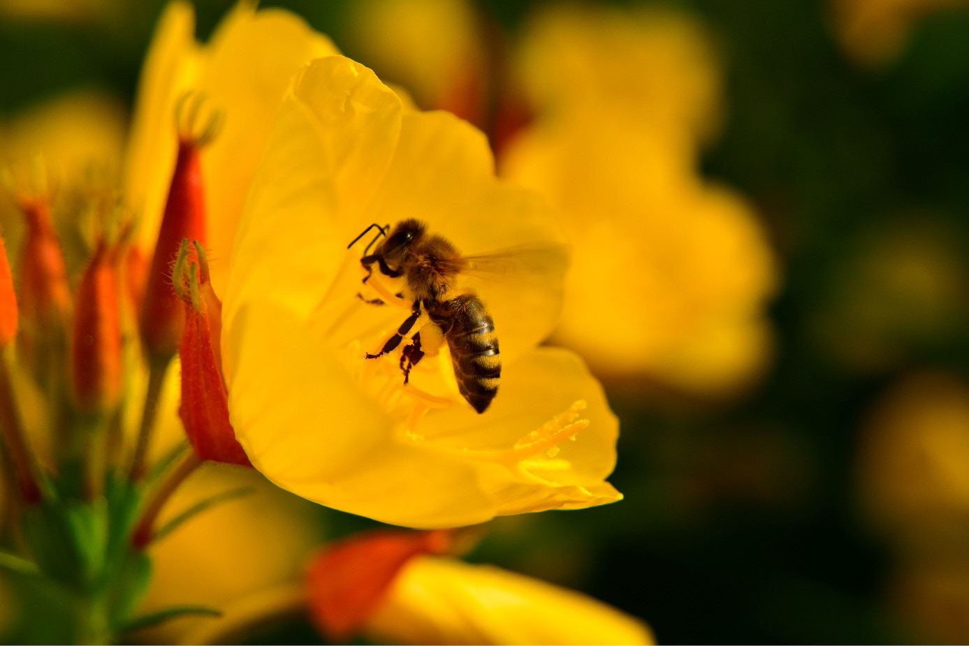 Obraz zawierający Owad z błoniastymi skrzydłami, Owad zapylający, Fotografia makro, szkodnik