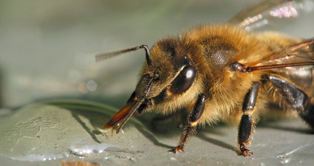 na zdjęciu zbliżenie pijącej pszczoły