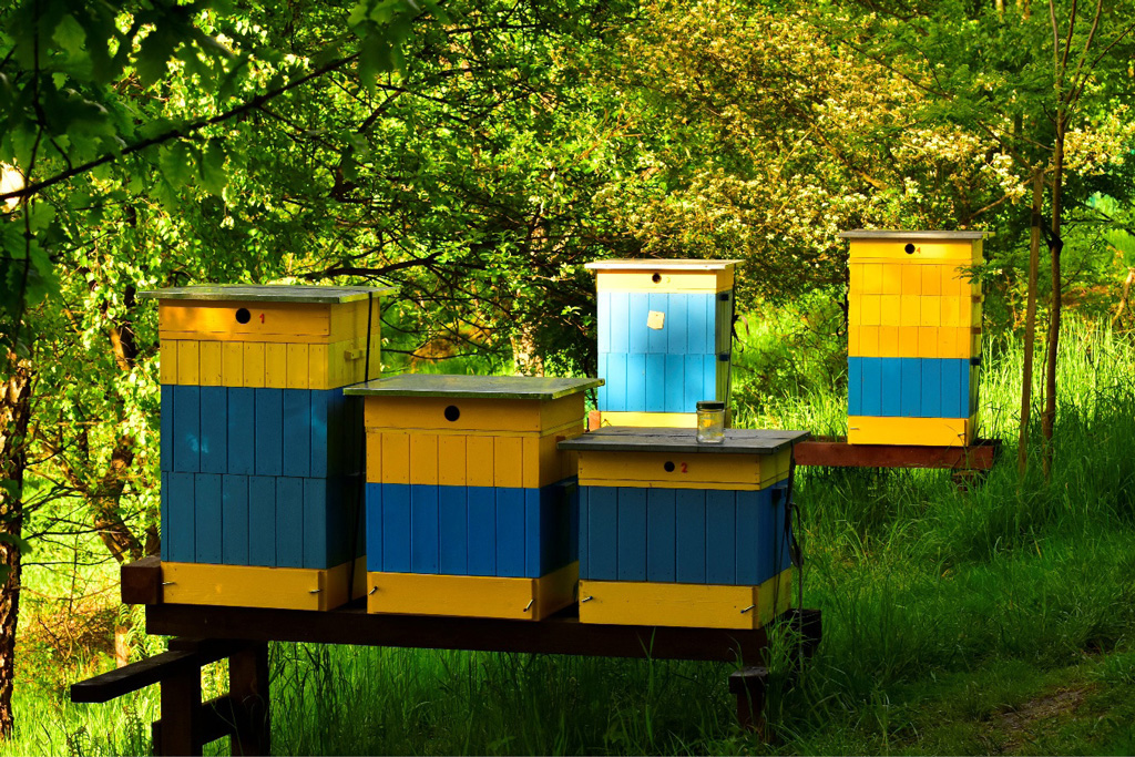 na zdjęciu pasieka w cieniu w słonecznym dniu