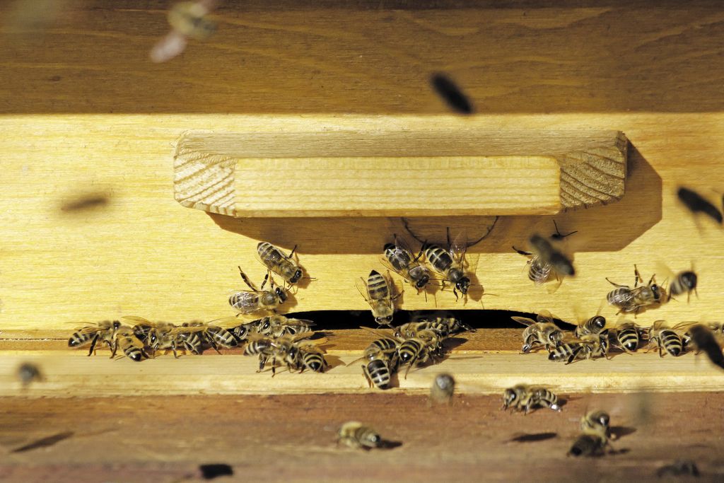 Igiena și dezinfectarea