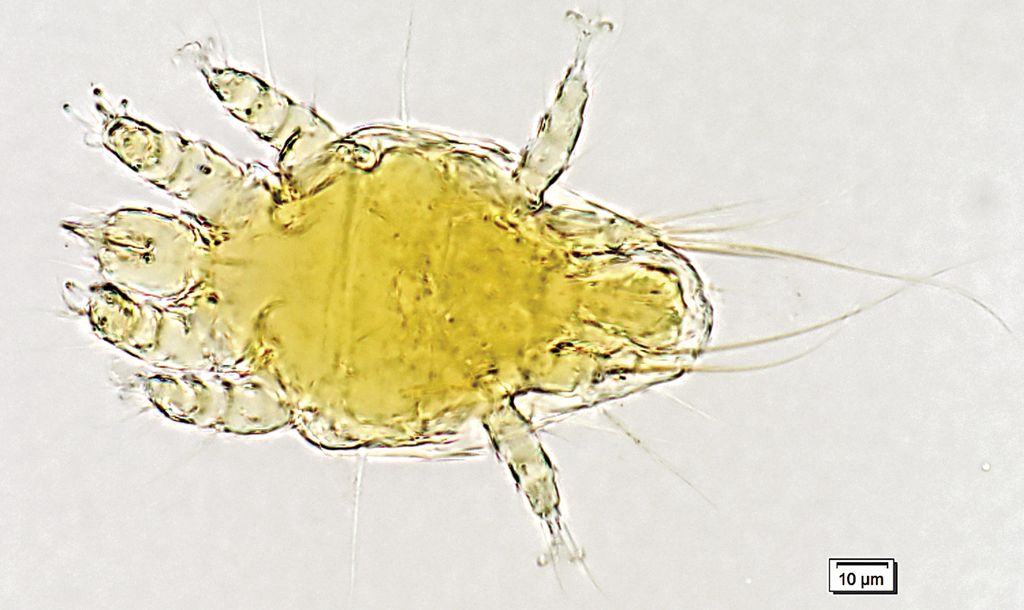 Acarapidoza - o boală uitată