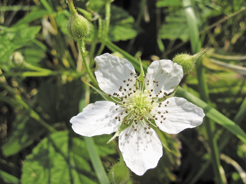 Garduri vii de melifere