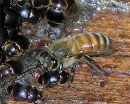 Gândacul mic de stup - Un nou posibil parazit al familiilor de albine (Partea a I-a)