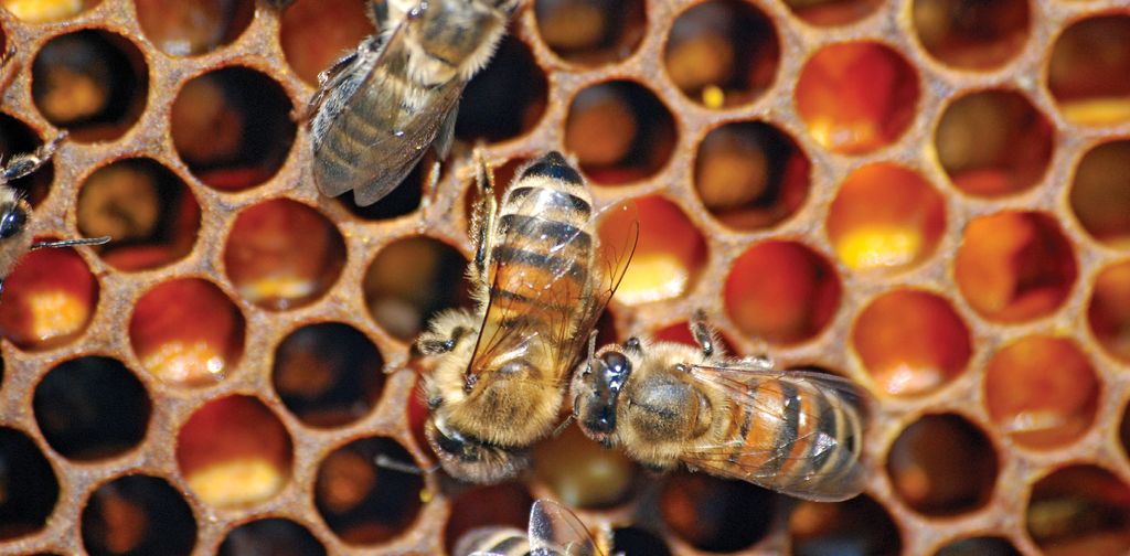 Gestionarea populației de albine. (partea I)