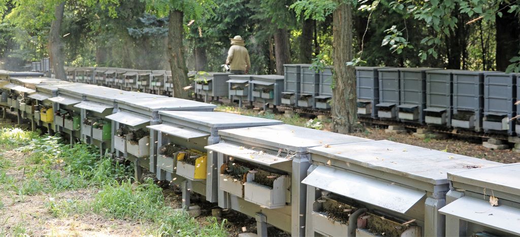 Producție de polen la scară mare