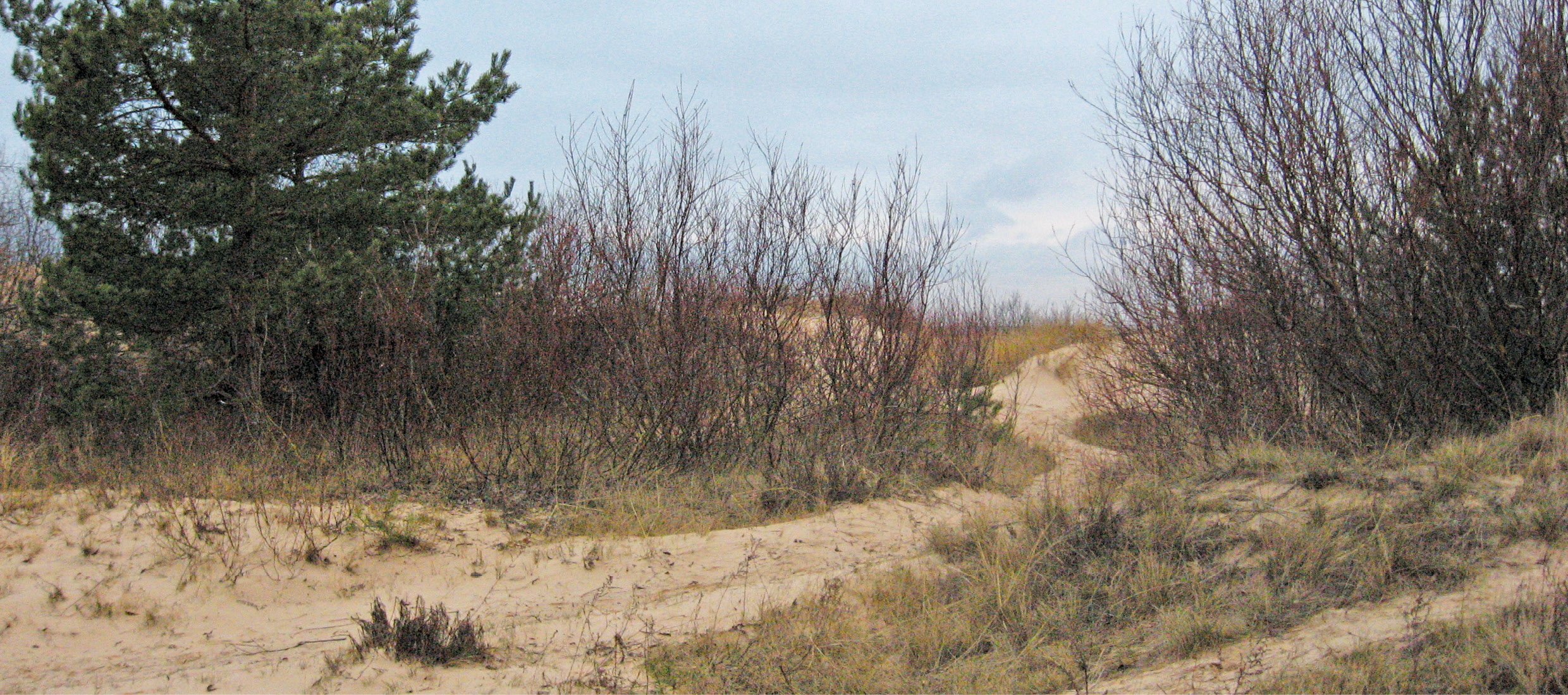 Garduri vii și tufărișuri melifere pentru locuri sterpe și nisipoase