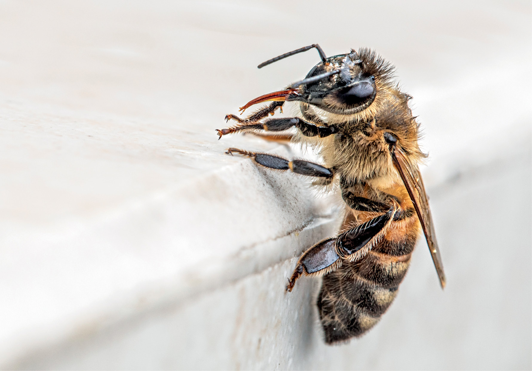 Cum afectează alcoolul albinele?