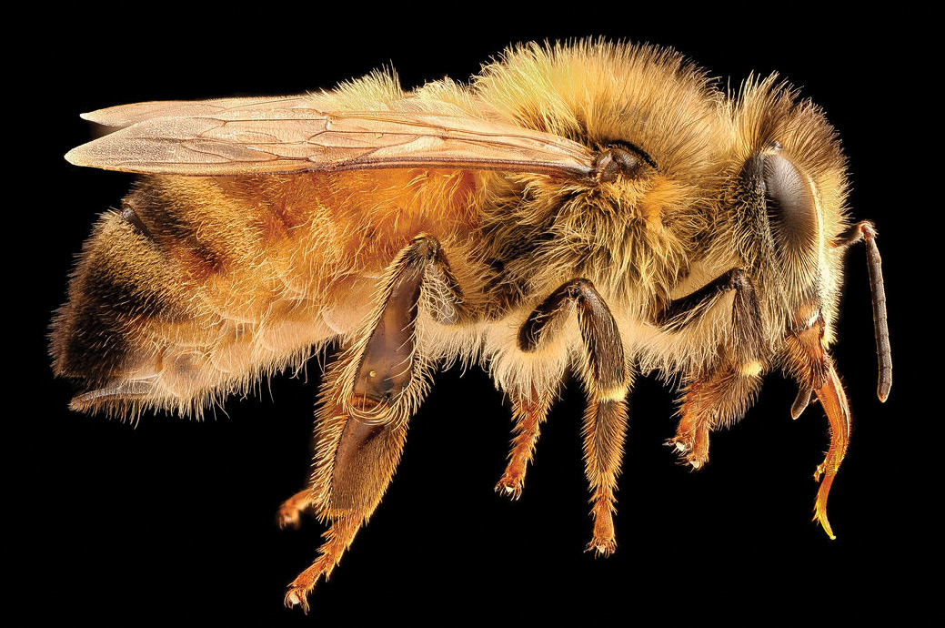 Insectagedon - Vor supraviețui albinele?