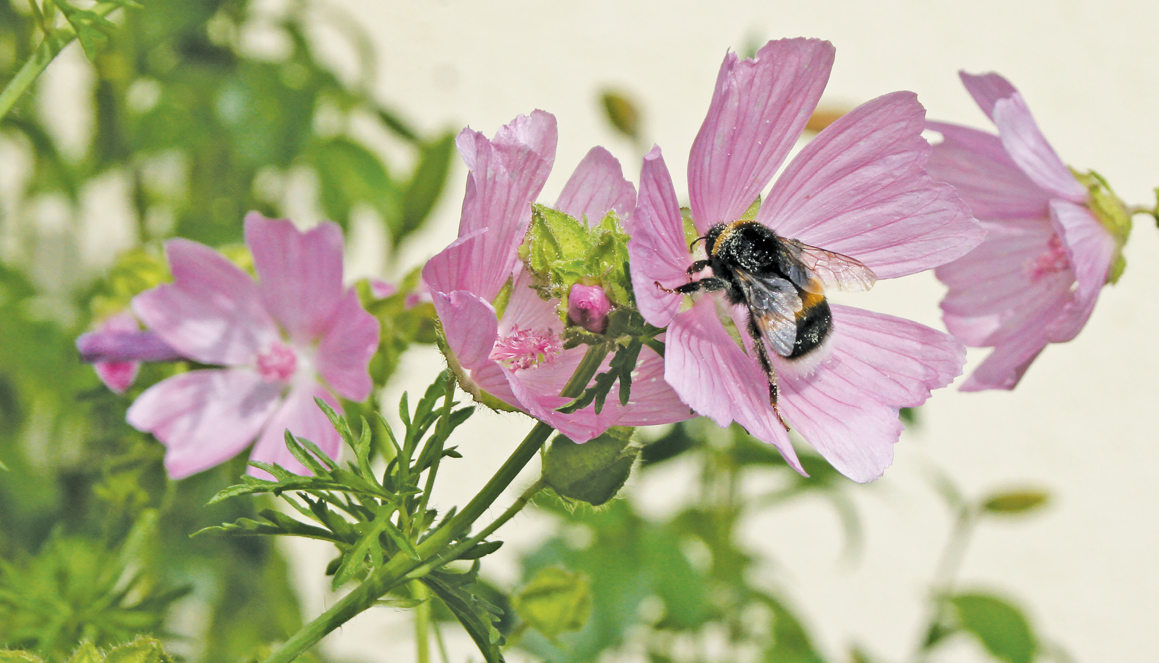 Impactul schimbărilor climatice asupra bunăstării albinelor