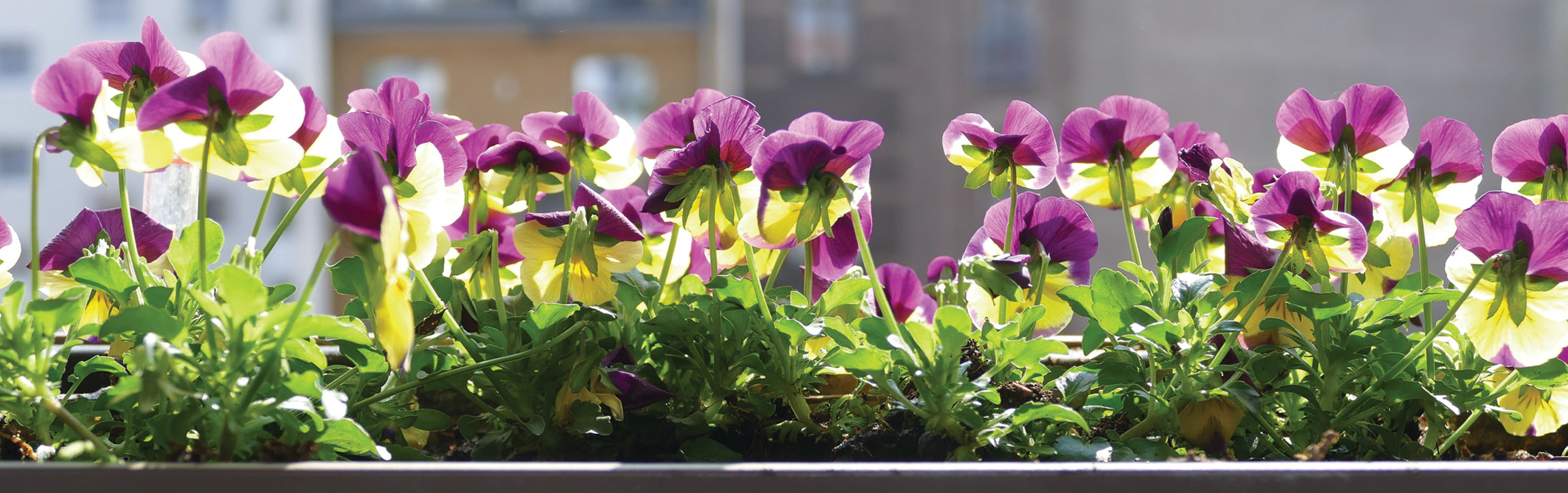 Plante de miere pentru balcoane și terase, partea a 2a. Aranjamente.