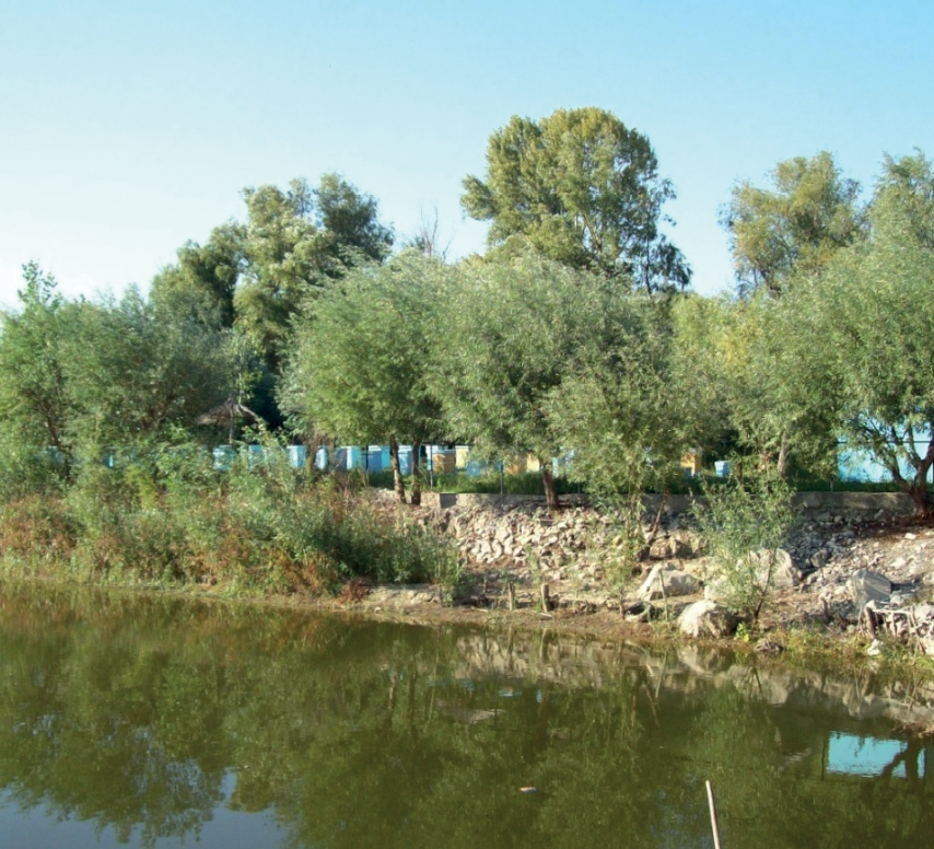 Lucrări asupra familiilor de albine în luna AUGUST