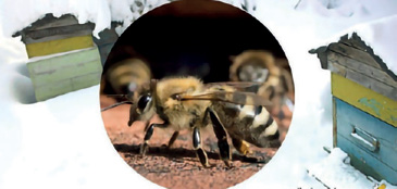 Apicultorii vor albine cu corp gras pentru iarnă