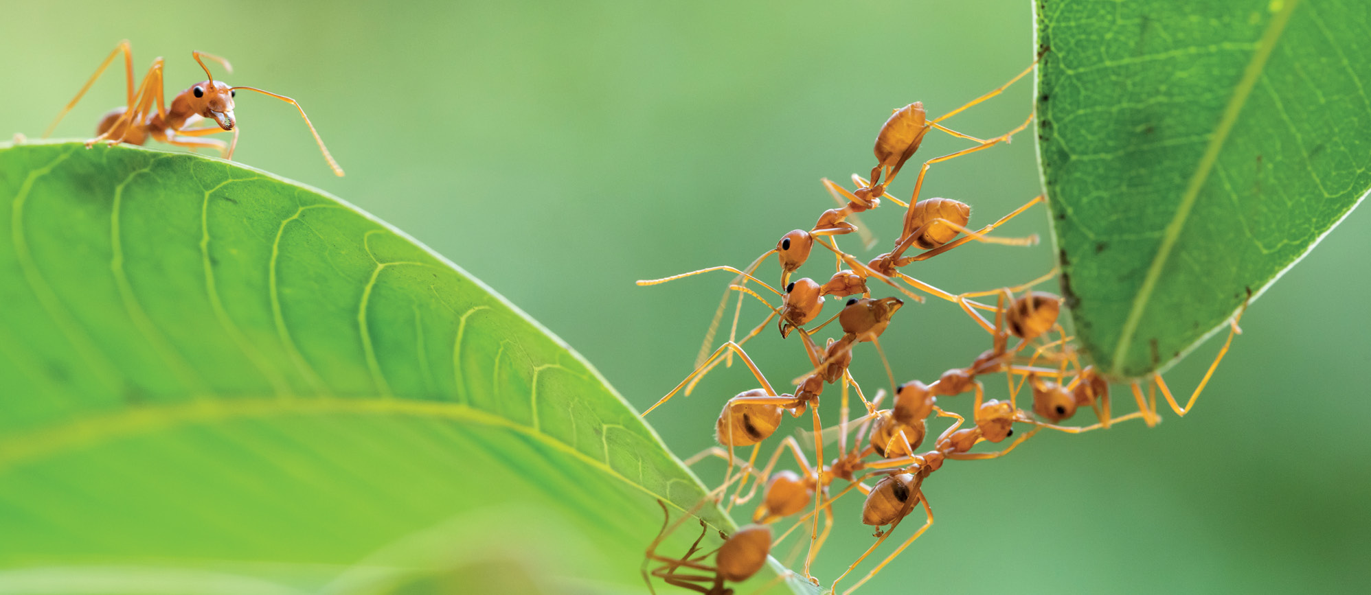 Cum să țineți furnicile departe de stupi
