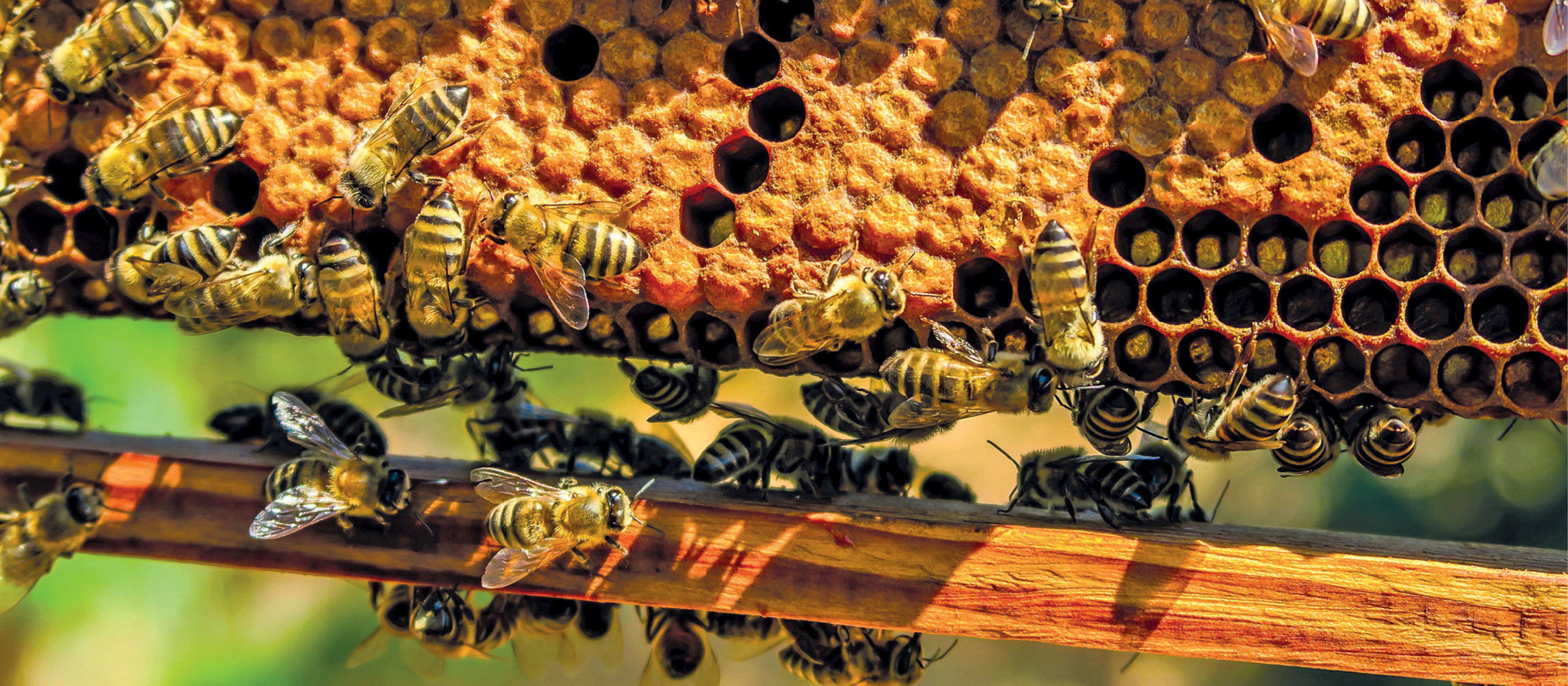 Ce știm despre încercările de a crește albine rezistente la varooză - succese și dificultăți,  Partea a 2 a