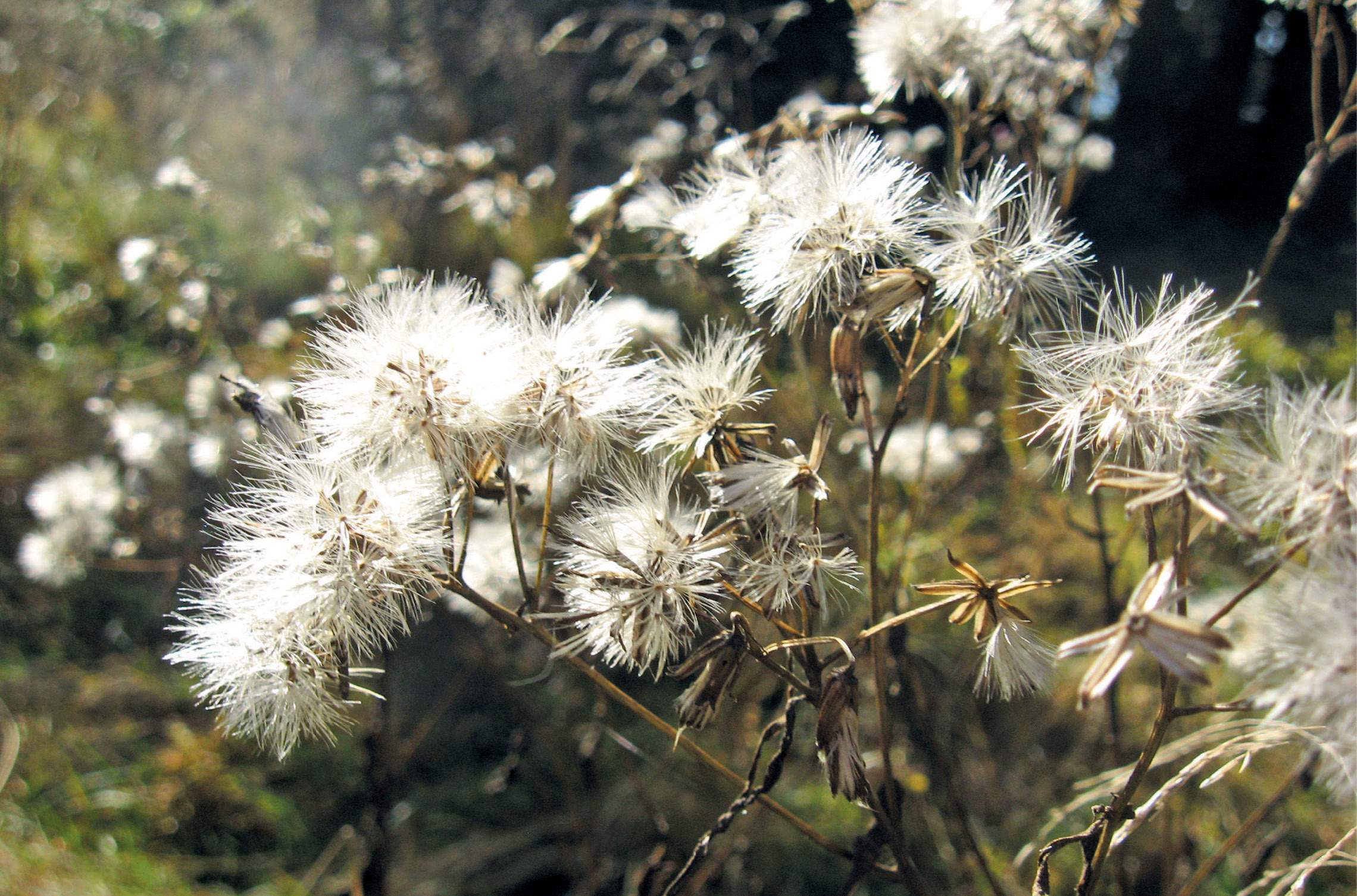 Sezonul rece în grădinile melifere
